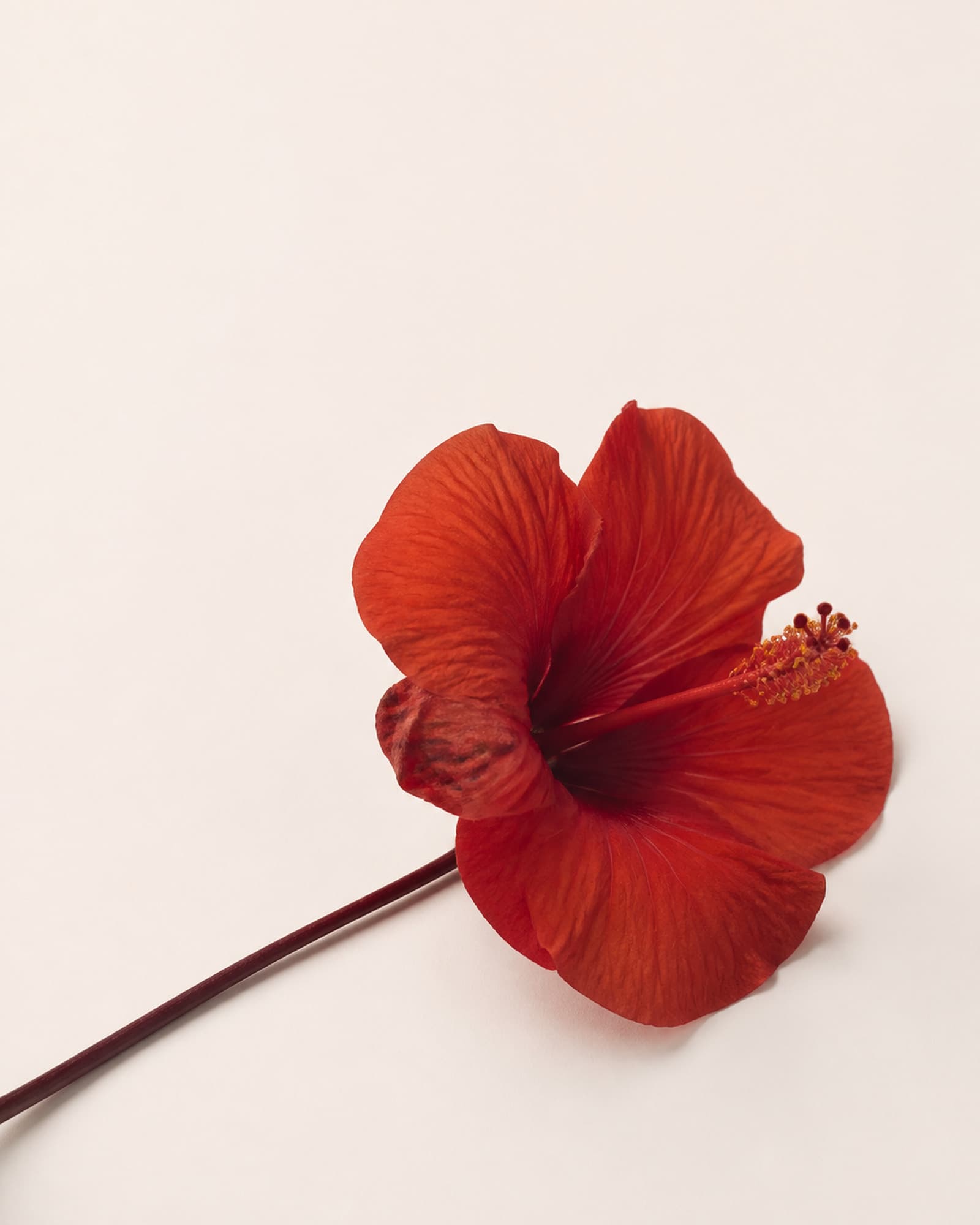 Une fleur d'hibiscus fraîche posée à plat, pétales rouge brique.